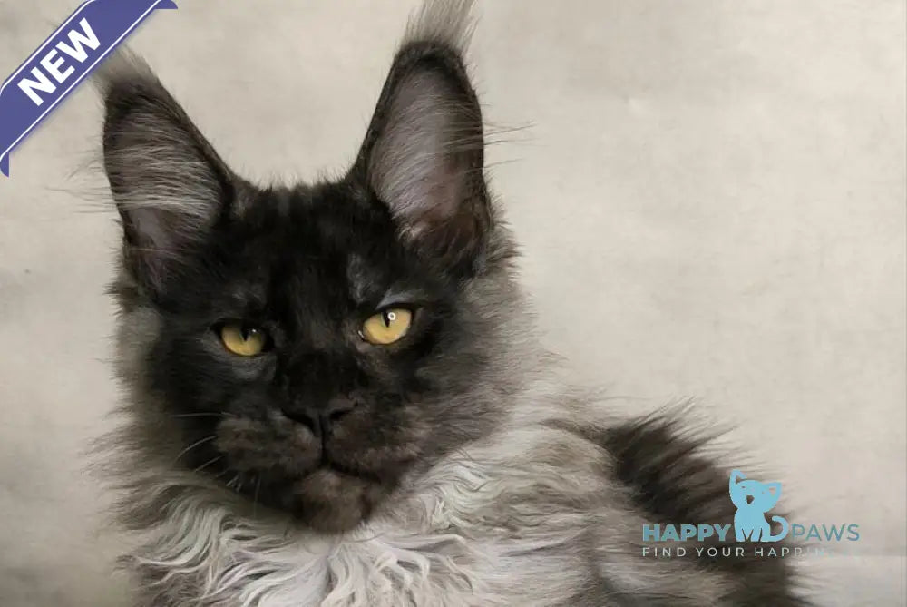 Sheldon Maine Coon male black silver live animals