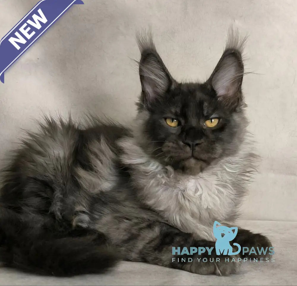 Sheldon Maine Coon male black silver live animals