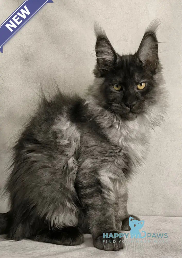 Sheldon Maine Coon male black silver live animals