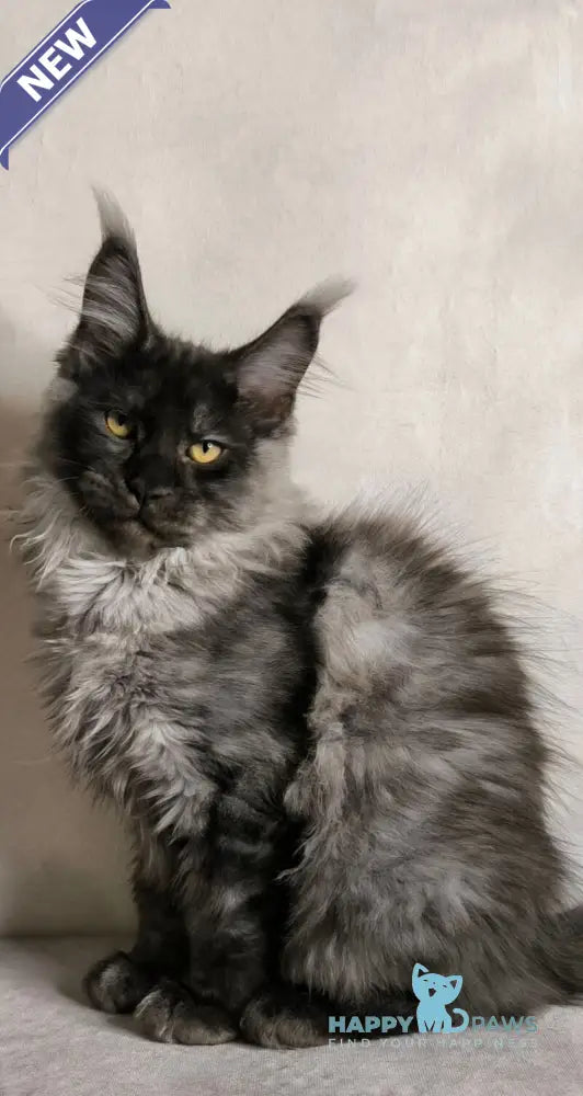 Sheldon Maine Coon male black silver live animals