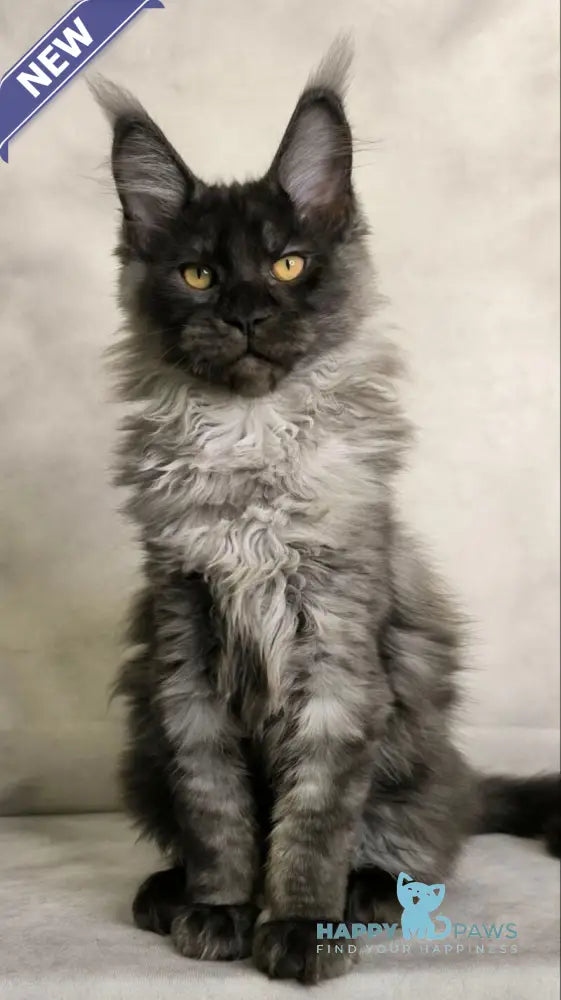 Sheldon Maine Coon male black silver live animals