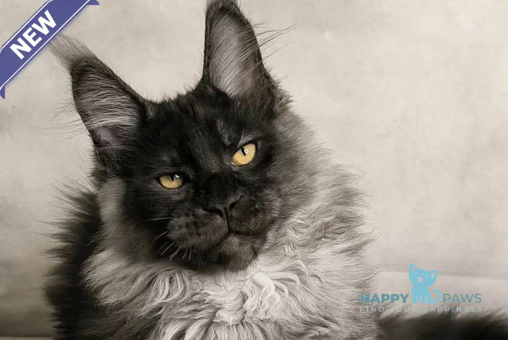 Sheldon Maine Coon male black silver live animals
