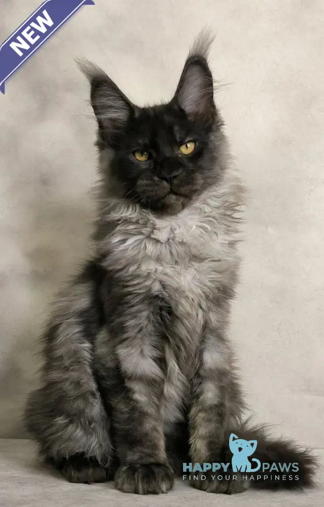 Sheldon Maine Coon male black silver live animals