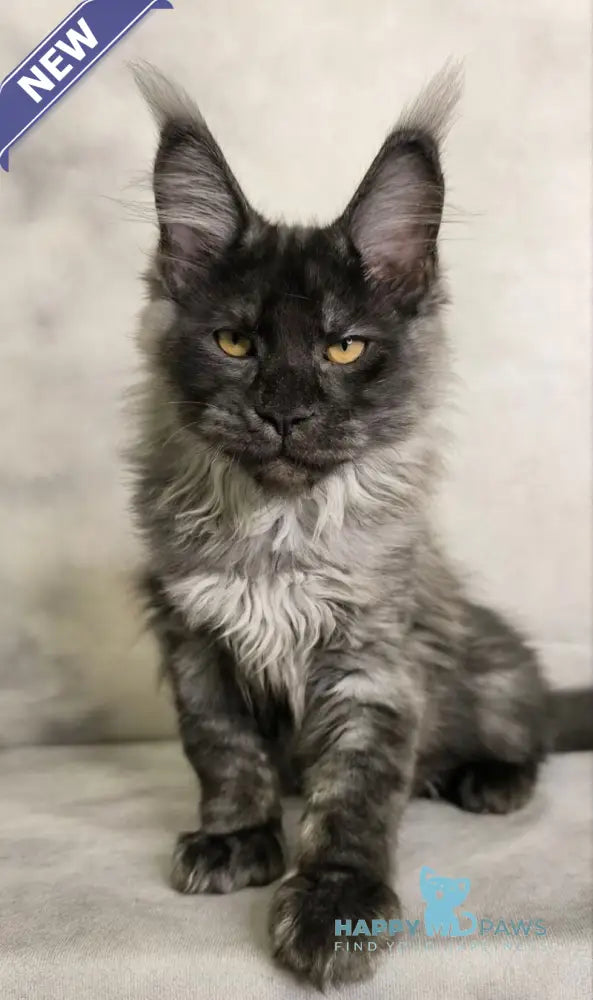 Sheldon Maine Coon male black silver live animals