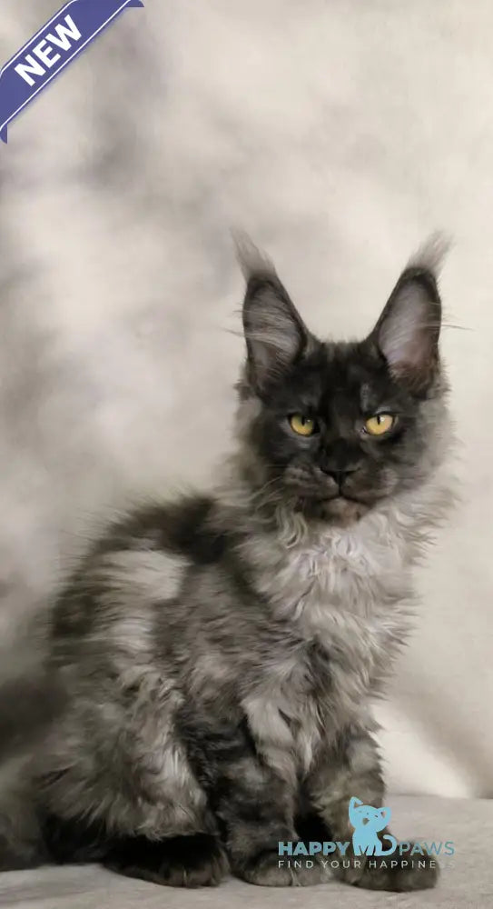 Sheldon Maine Coon male black silver live animals