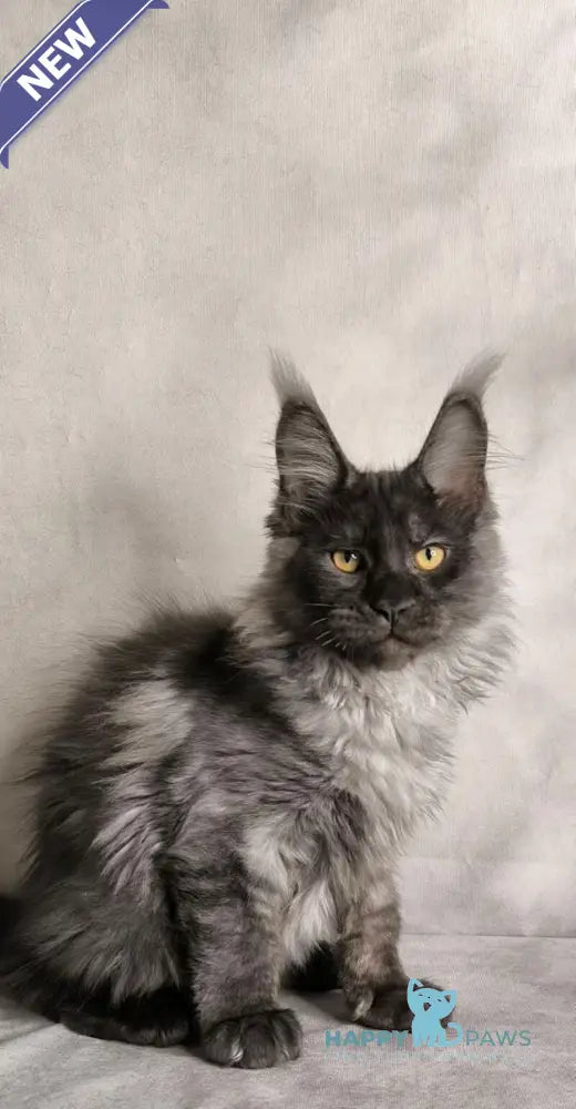 Sheldon Maine Coon male black silver live animals