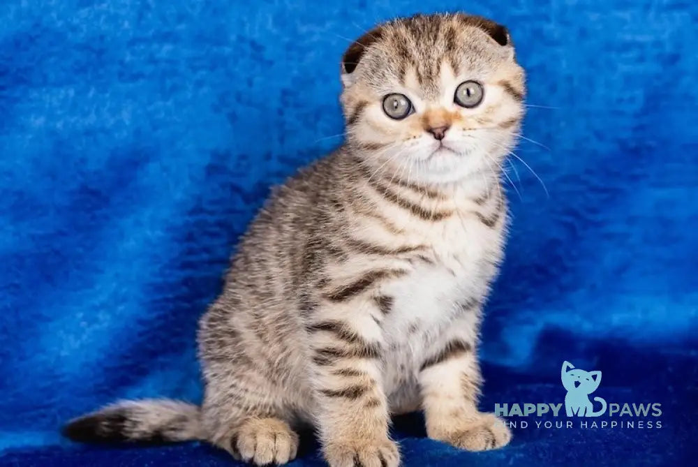 Shelli Scottish Fold female black ticked tabby live animals