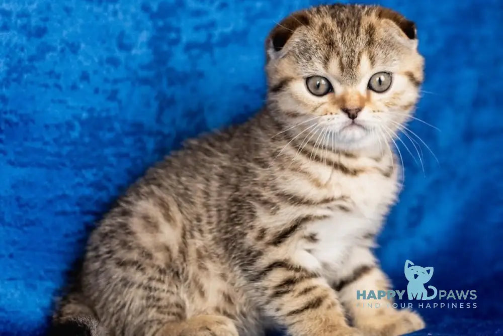 Shelli Scottish Fold female black ticked tabby live animals