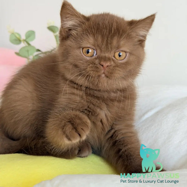 Shelly British Shorthair female cinnamon - live animals