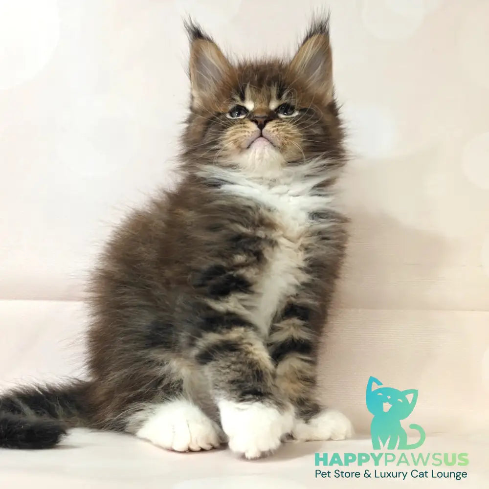Sheriff Maine Coon polydactyl 6x6x6x6 male black tabby with white - live animals