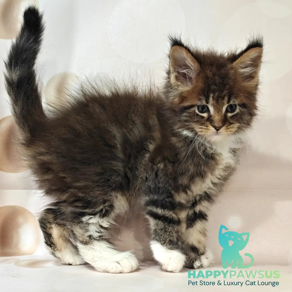 Sheriff Maine Coon polydactyl 6x6x6x6 male black tabby with white - live animals