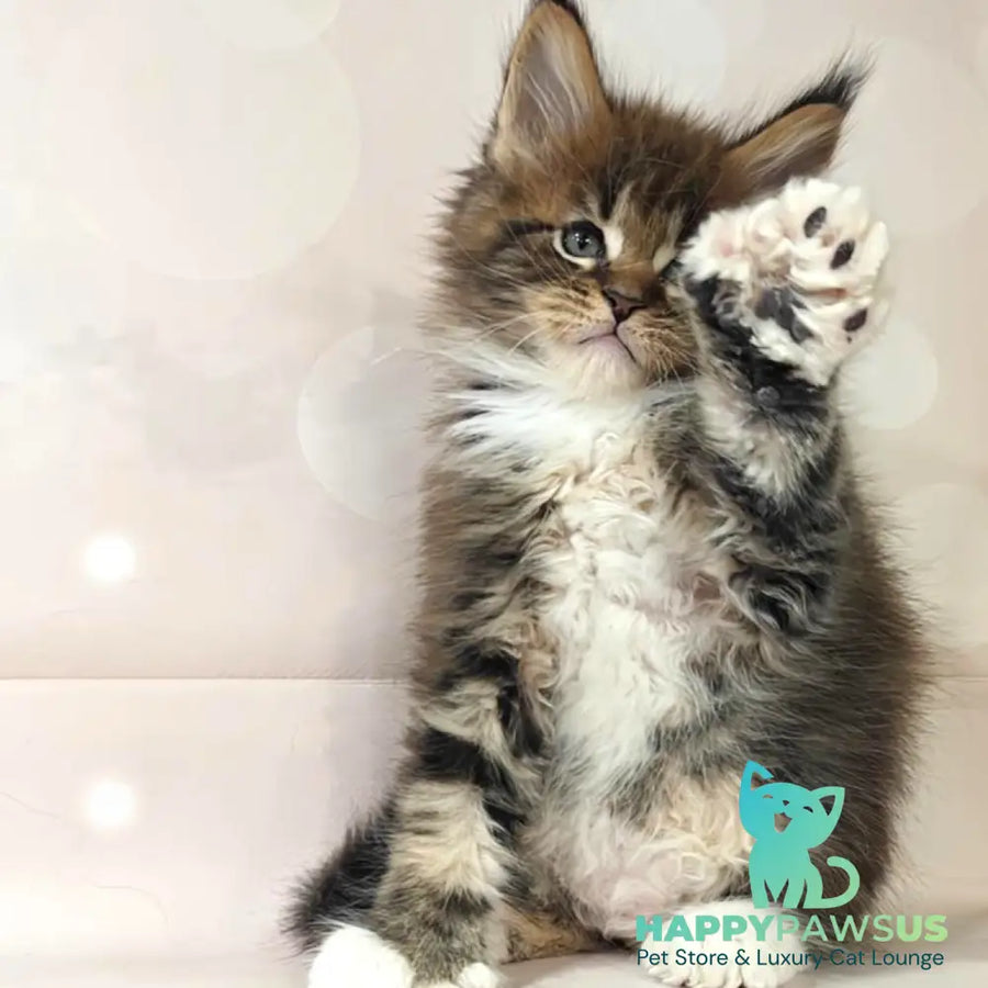 Sheriff Maine Coon polydactyl 6x6x6x6 male black tabby with white - live animals