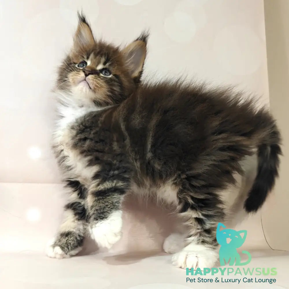 Sheriff Maine Coon polydactyl 6x6x6x6 male black tabby with white - live animals