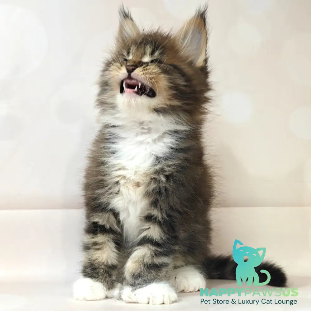 Sheriff Maine Coon polydactyl 6x6x6x6 male black tabby with white - live animals