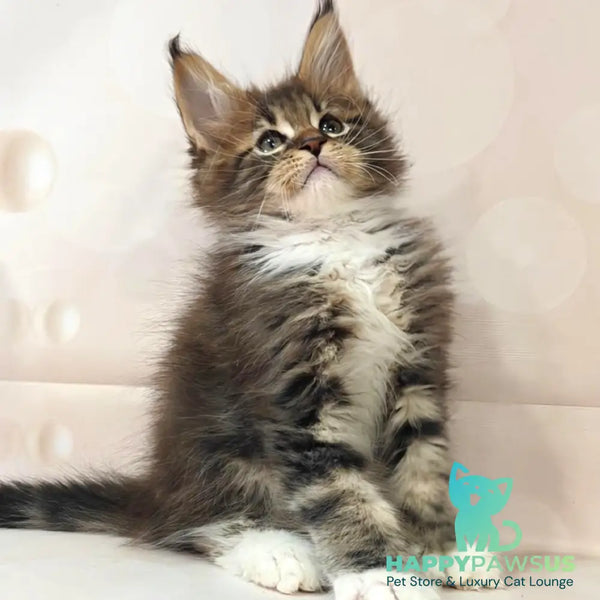 Sheriff Maine Coon polydactyl 6x6x6x6 male black tabby with white - live animals
