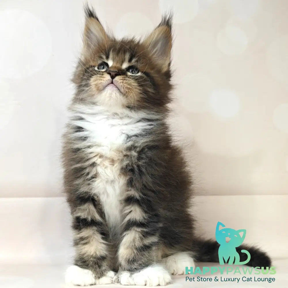 Sheriff Maine Coon polydactyl 6x6x6x6 male black tabby with white - live animals