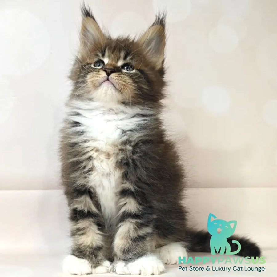 Sheriff Maine Coon polydactyl 6x6x6x6 male black tabby with white - live animals