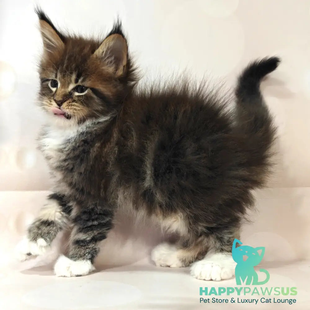 Sheriff Maine Coon polydactyl 6x6x6x6 male black tabby with white - live animals