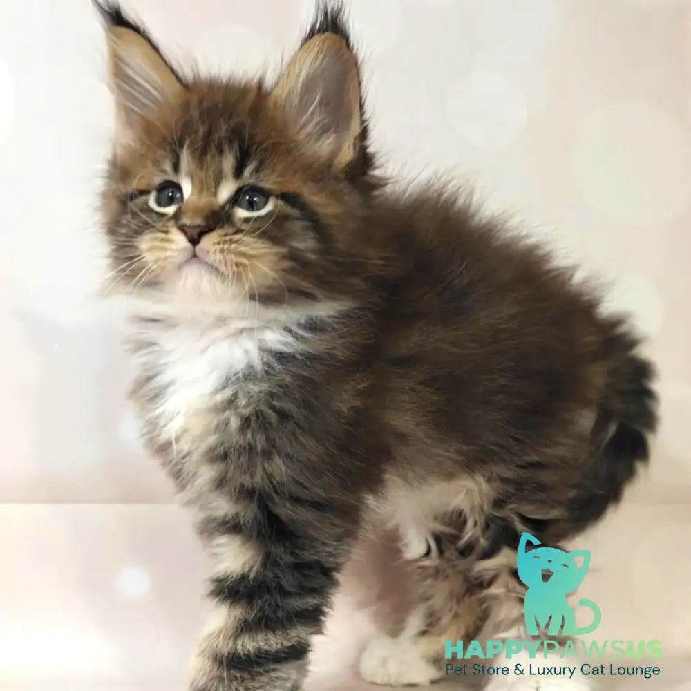 Sheriff Maine Coon polydactyl 6x6x6x6 male black tabby with white - live animals