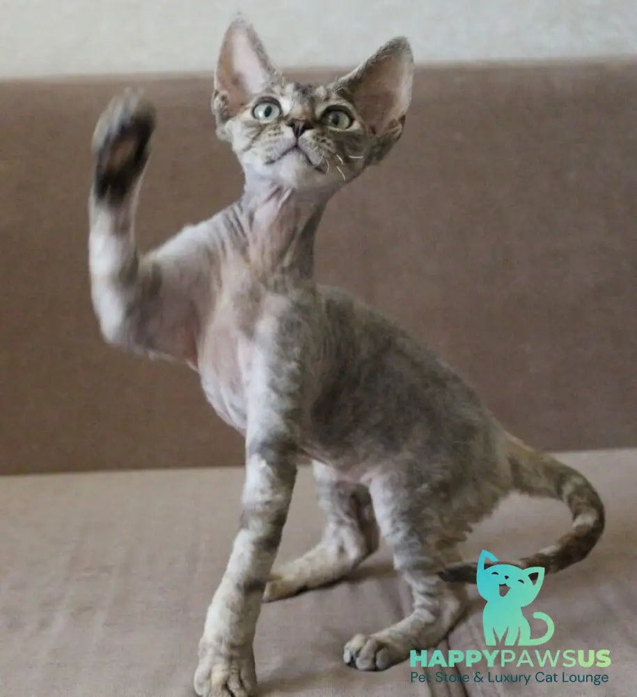 Sheril Devon Rex female blue tortie tabby - live animals