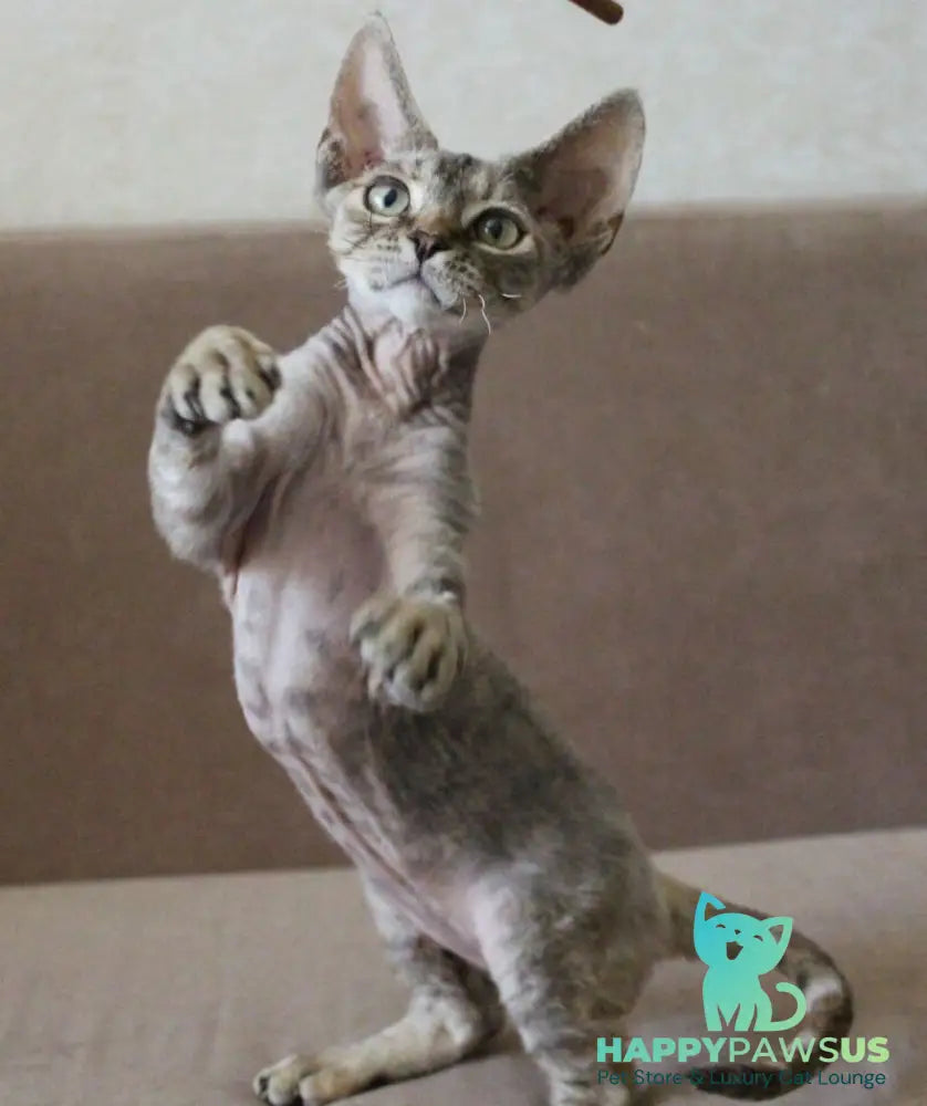 Sheril Devon Rex female blue tortie tabby - live animals