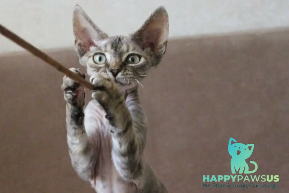 Sheril Devon Rex female blue tortie tabby - live animals