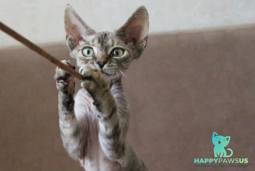 Sheril Devon Rex female blue tortie tabby - live animals