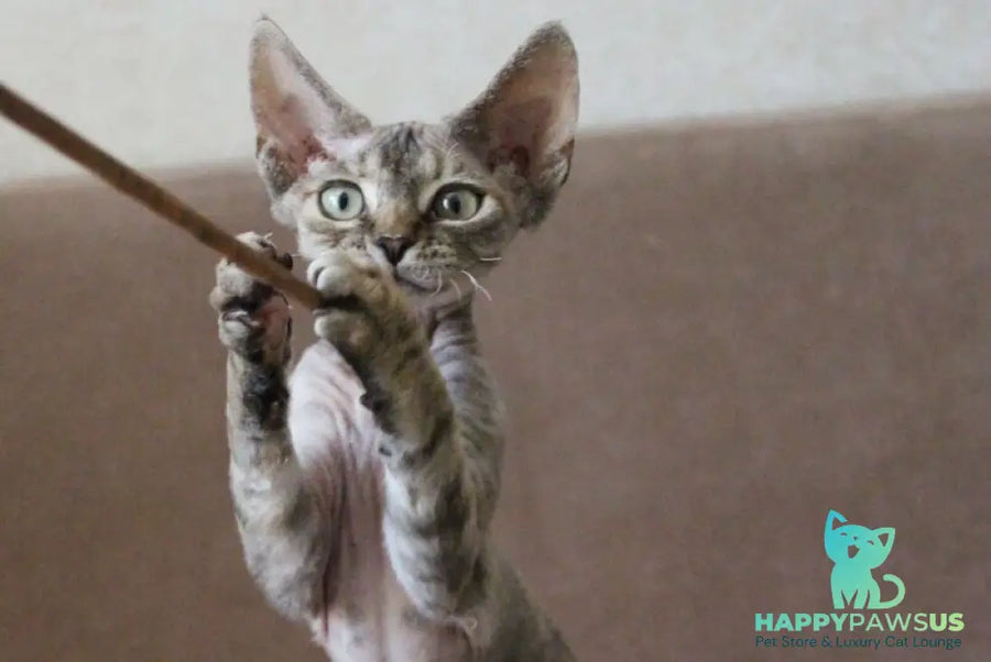 Sheril Devon Rex female blue tortie tabby - live animals