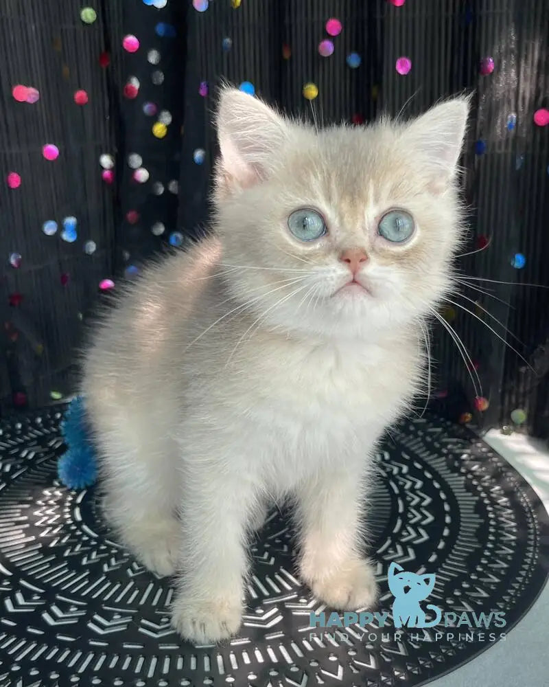 Sherlock British Shorthair male blue golden shaded live animals