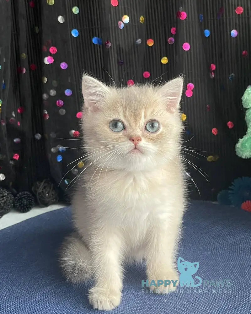Sherlock British Shorthair male blue golden shaded live animals