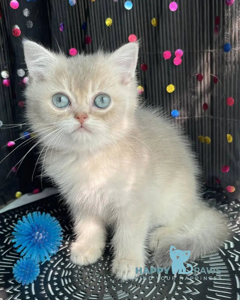 Sherlock British Shorthair male blue golden shaded live animals