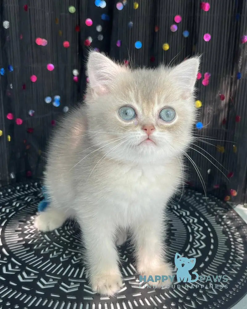 Sherlock British Shorthair male blue golden shaded live animals