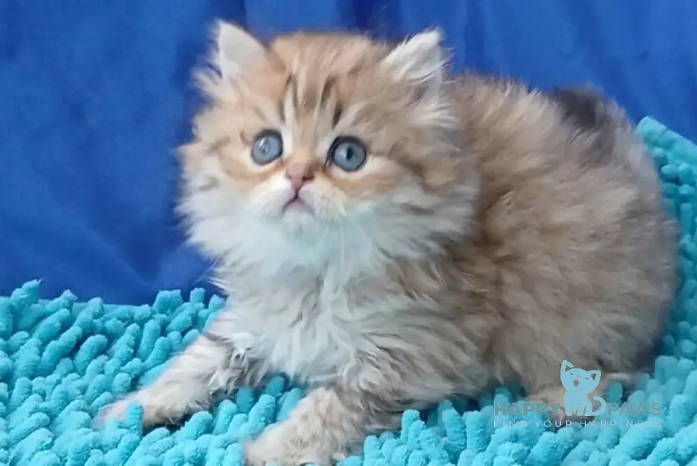 Sherlok British Longhair male golden chinchilla live animals