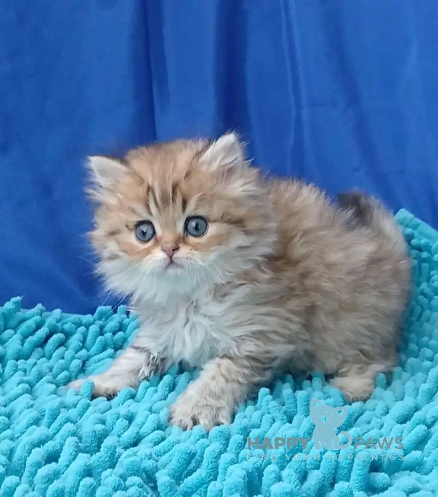 Sherlok British Longhair male golden chinchilla live animals