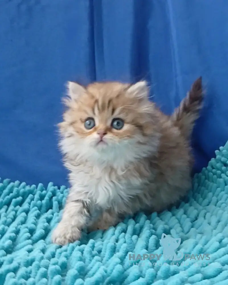 Sherlok British Longhair male golden chinchilla live animals