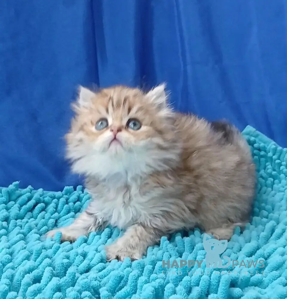 Sherlok British Longhair male golden chinchilla live animals