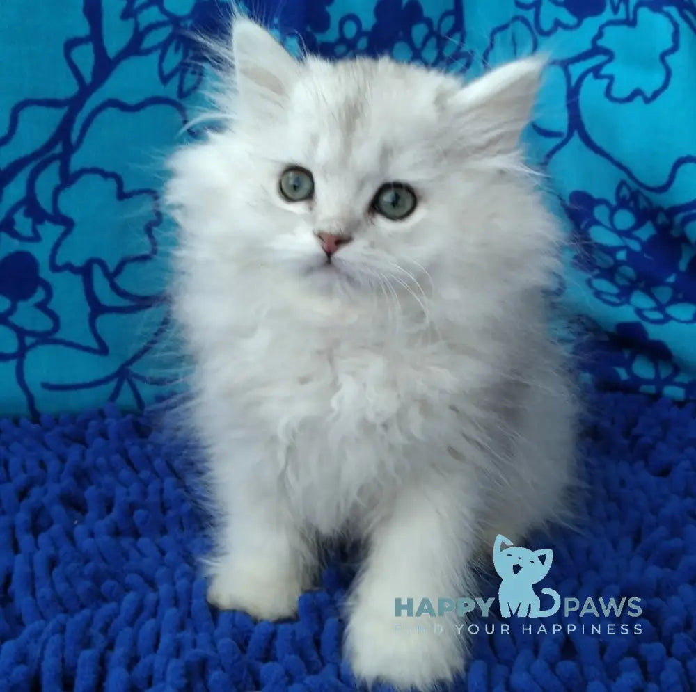 Sherlok Persian male black silver shaded live animals