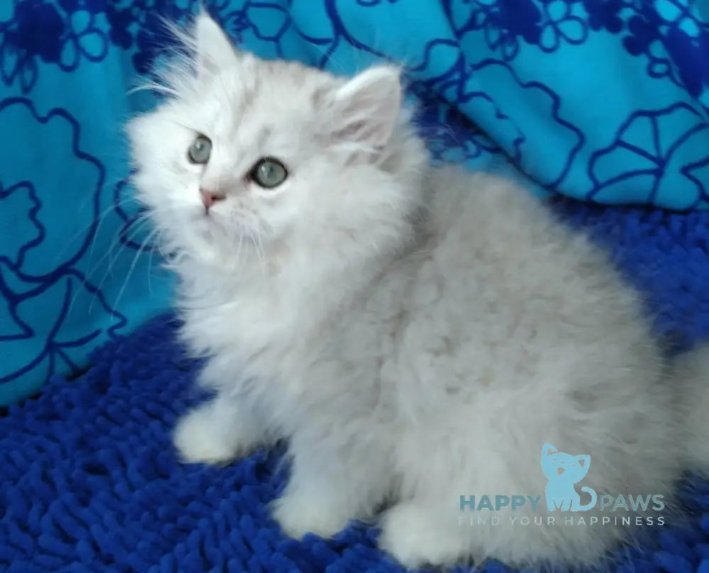Sherlok Persian male black silver shaded live animals