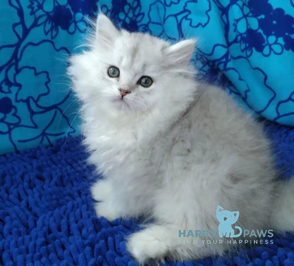 Sherlok Persian male black silver shaded live animals