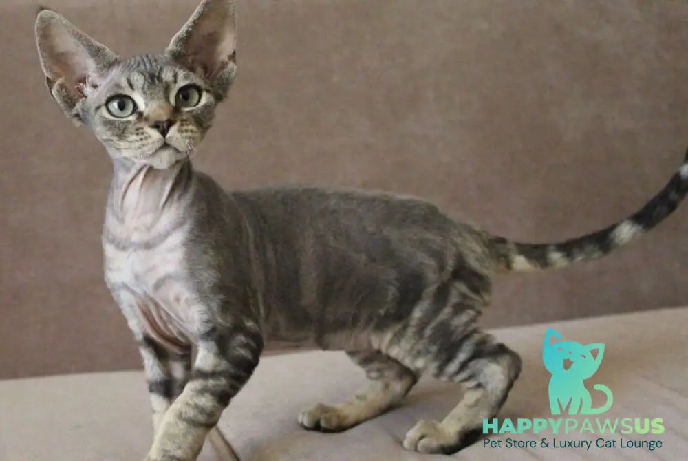 Sheron Devon Rex female black tabby - live animals