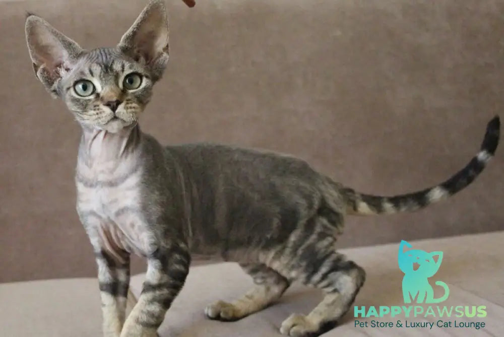 Sheron Devon Rex female black tabby - live animals