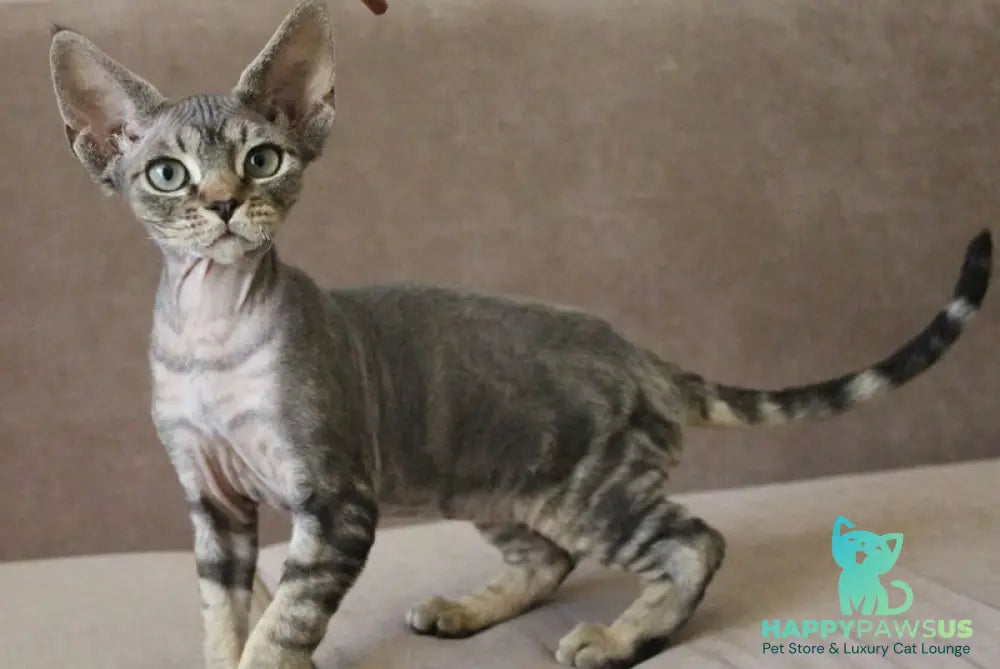 Sheron Devon Rex female black tabby - live animals