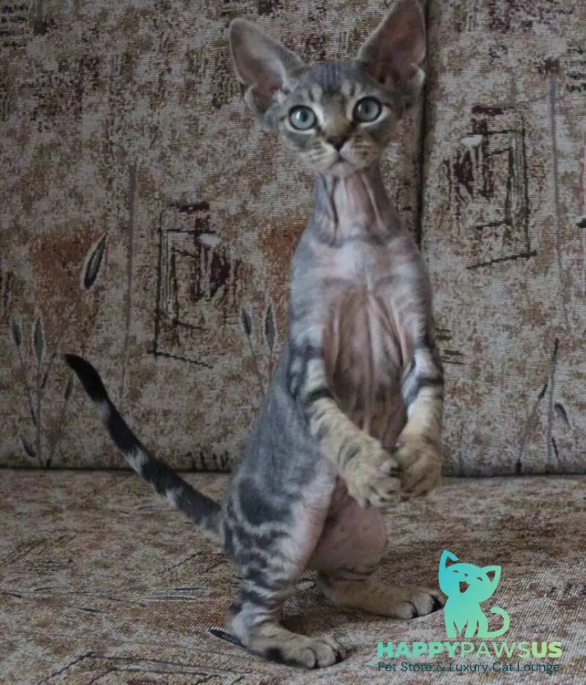Sheron Devon Rex female black tabby - live animals