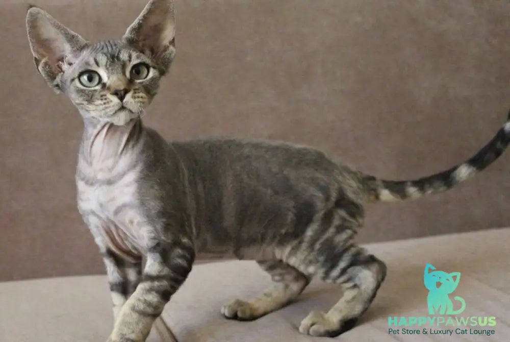 Sheron Devon Rex female black tabby - live animals