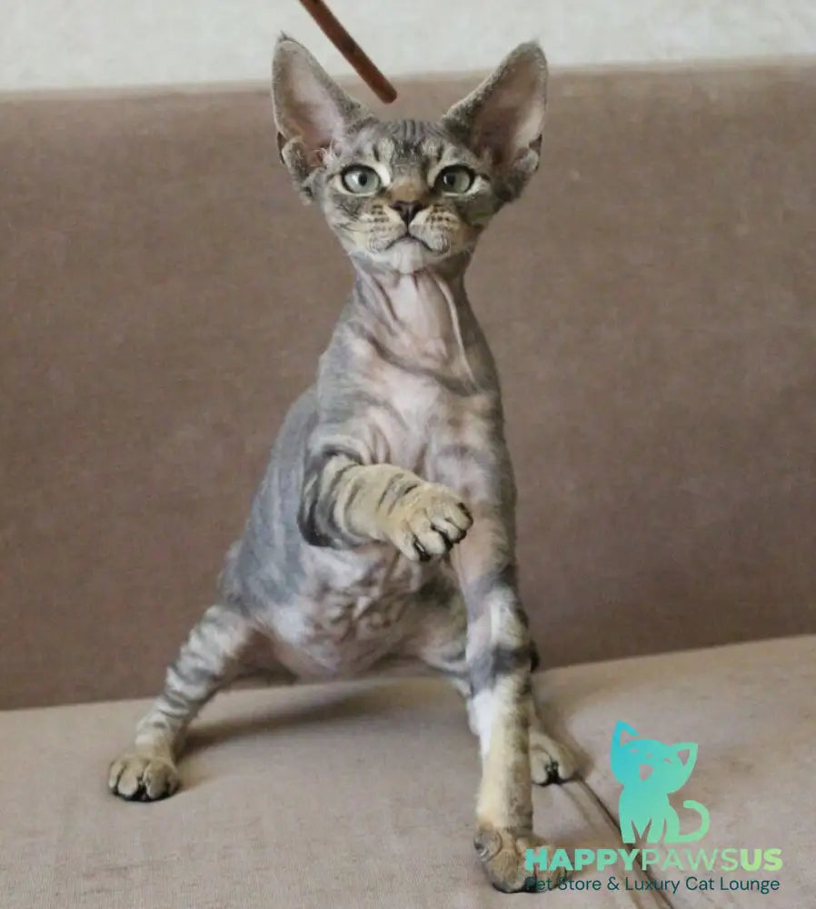 Sheron Devon Rex female black tabby - live animals