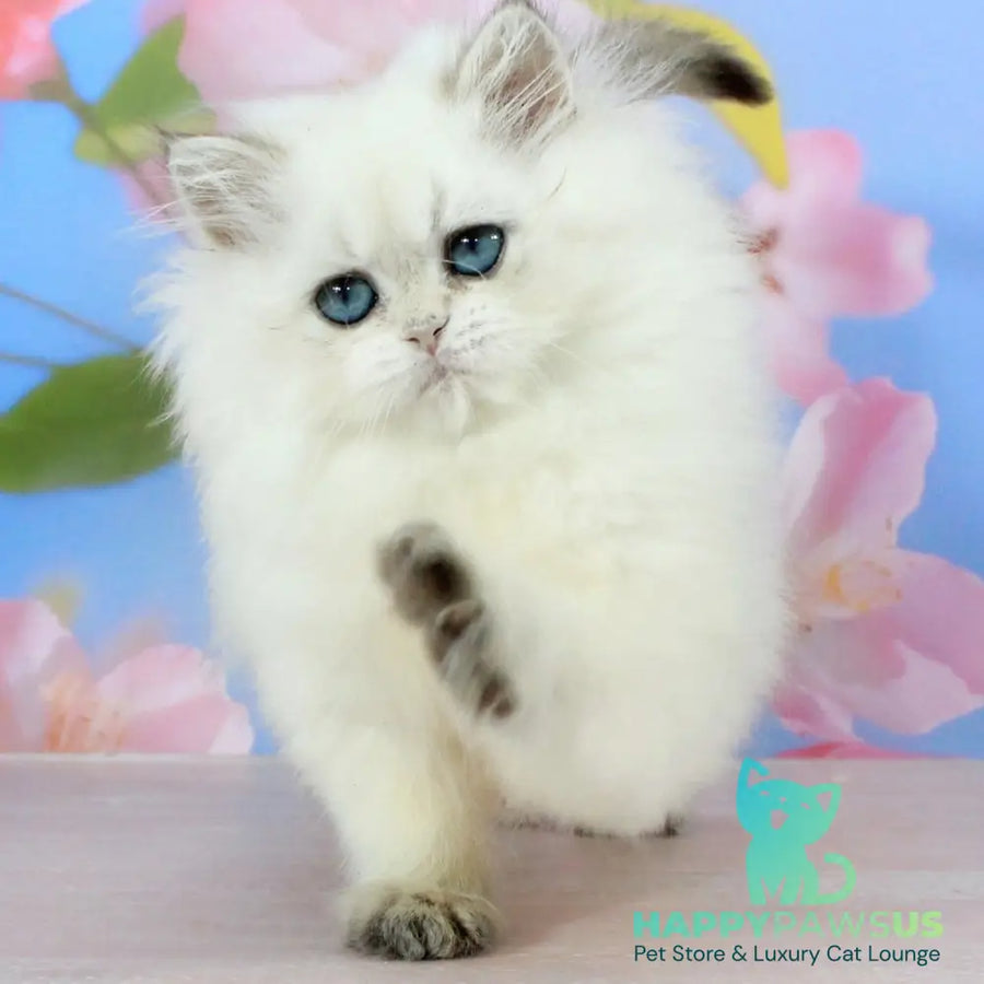 Sherry British Longhair female black golden shaded pointed - live animals