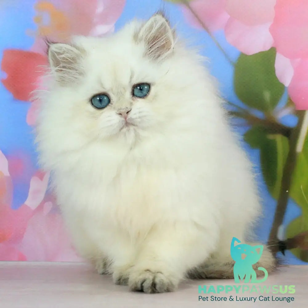 Sherry British Longhair female black golden shaded pointed - live animals