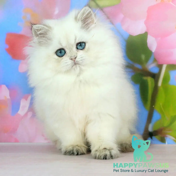 Sherry British Longhair female black golden shaded pointed - live animals
