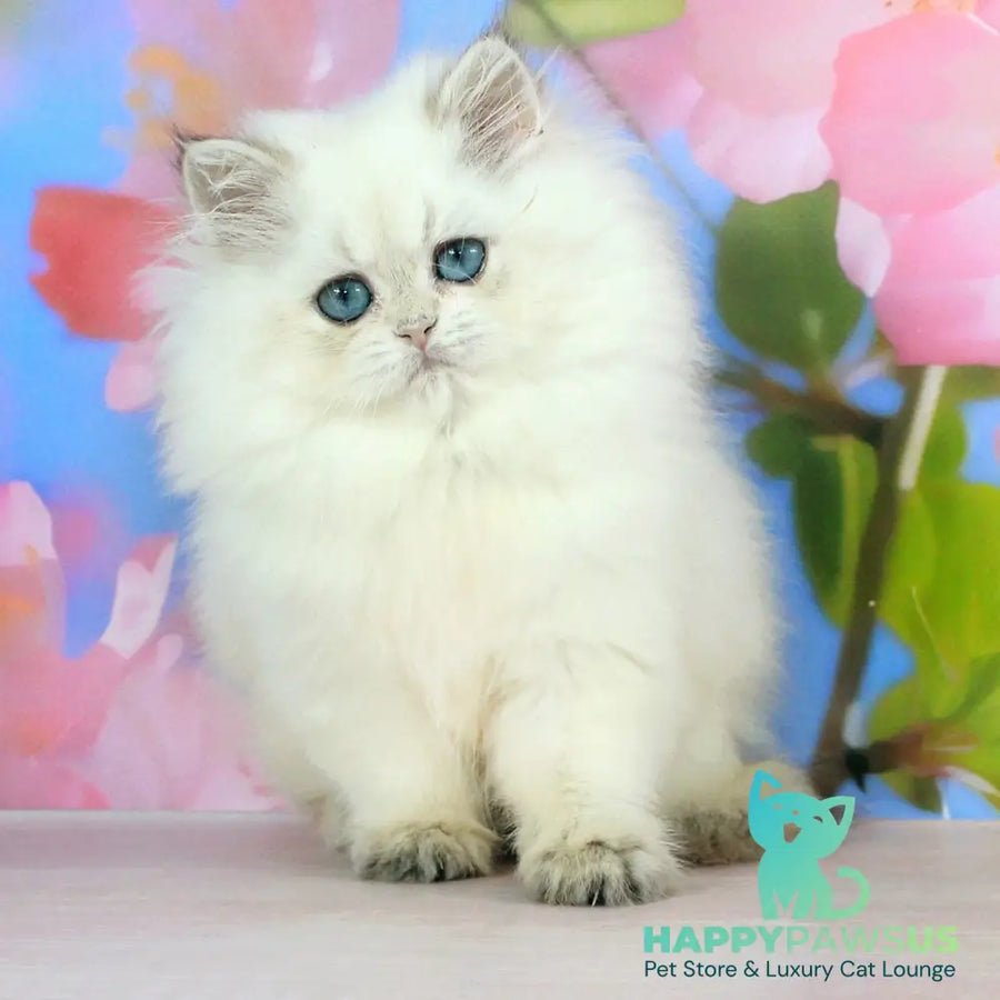 Sherry British Longhair female black golden shaded pointed - live animals