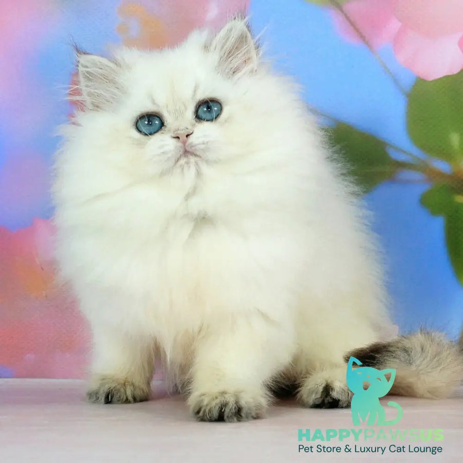Sherry British Longhair female black golden shaded pointed - live animals